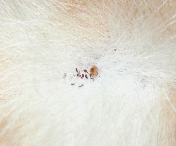 how to rid of fleas how to get rid of fleas how to rid of fleas how to get rid of fleas