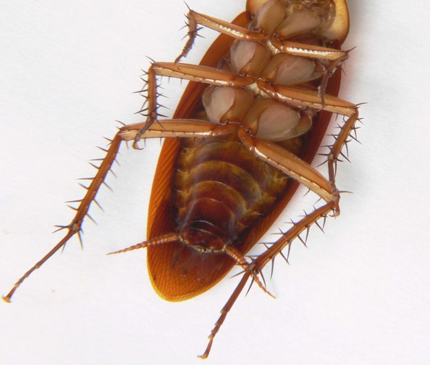 How To Get Rid Of Water Bugs Roaches Naturally How To Get Rid Of Water Bugs Roaches Naturally