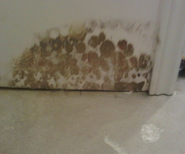 How To Get Rid Of Mold Smell In Basement Naturally How To Get Rid Of Mold Smell In Basement Naturally