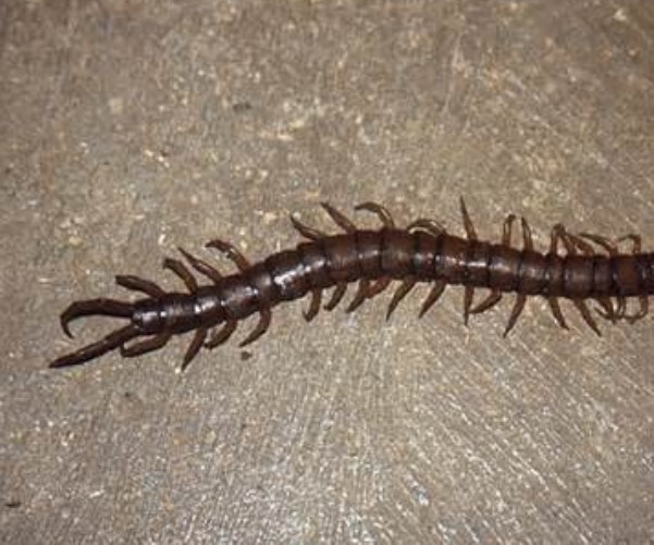 How To Get Rid Of Centipedes Naturally How To Get Rid Of Centipedes Naturally