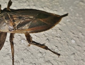 How To Get Rid Of Waterbugs In An Apartment Howgetrid How To Get Rid Of Waterbugs