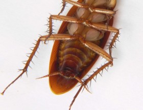 How To Get Rid Of Waterbugs Permanently Howgetrid How To Get Rid Of Waterbugs Permanently
