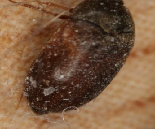 How Do You Get Rid Of Carpet Beetles Naturally How Do You Get Rid Of Carpet Beetles Naturally